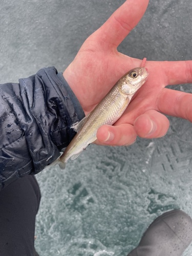 Brownback whitefish (Prosopium coulterii) — Salmonidae — 3