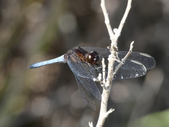 Erythrodiplax connata