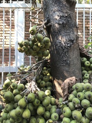 Ficus sur