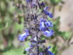 Salvia cuspidata
