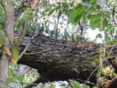 Microgramma mortoniana