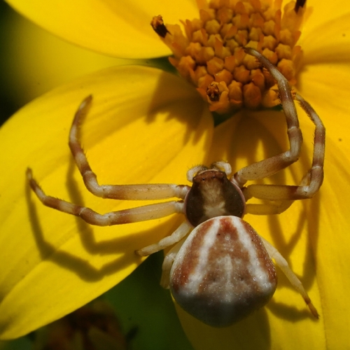 Thomisus guadahyrensis