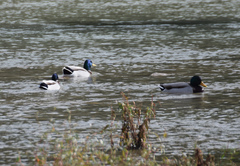Anas platyrhynchos