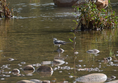 Motacilla alba