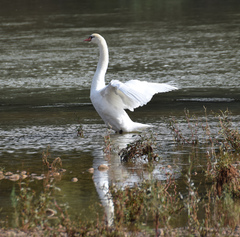 Cygnus olor