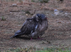 Columba palumbus