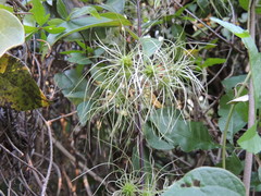 Clematis bonariensis