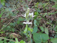 Chloraea membranacea