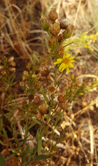 Dittrichia viscosa