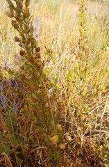 Dittrichia viscosa