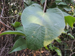 Stigmaphyllon bonariense