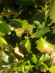 Hedera helix