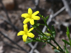 Menodora decemfida