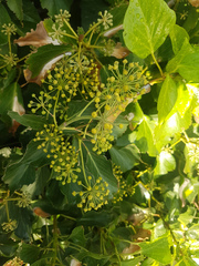 Hedera helix