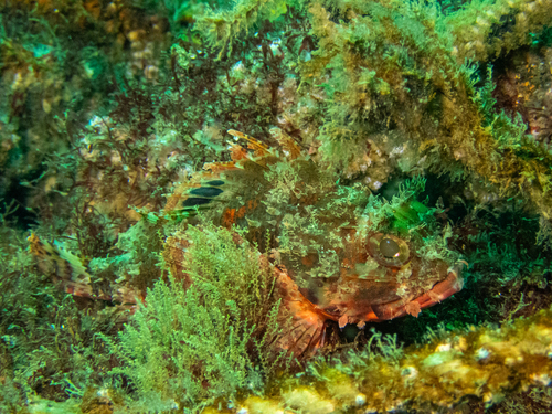 Angolan rockfish (Scorpaena angolensis) — Scorpaenidae