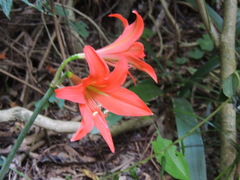Hippeastrum petiolatum
