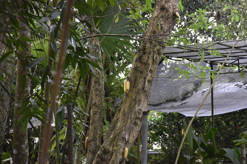cuachilote (Parmentiera aculeata)