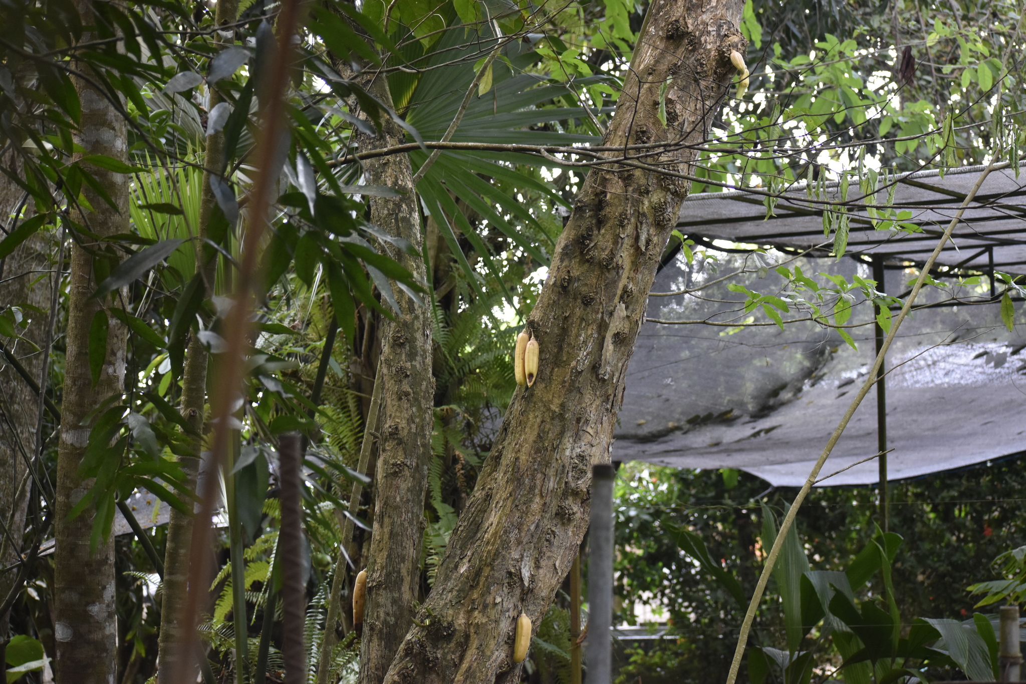 Cuachilote (Parmentiera aculeata)