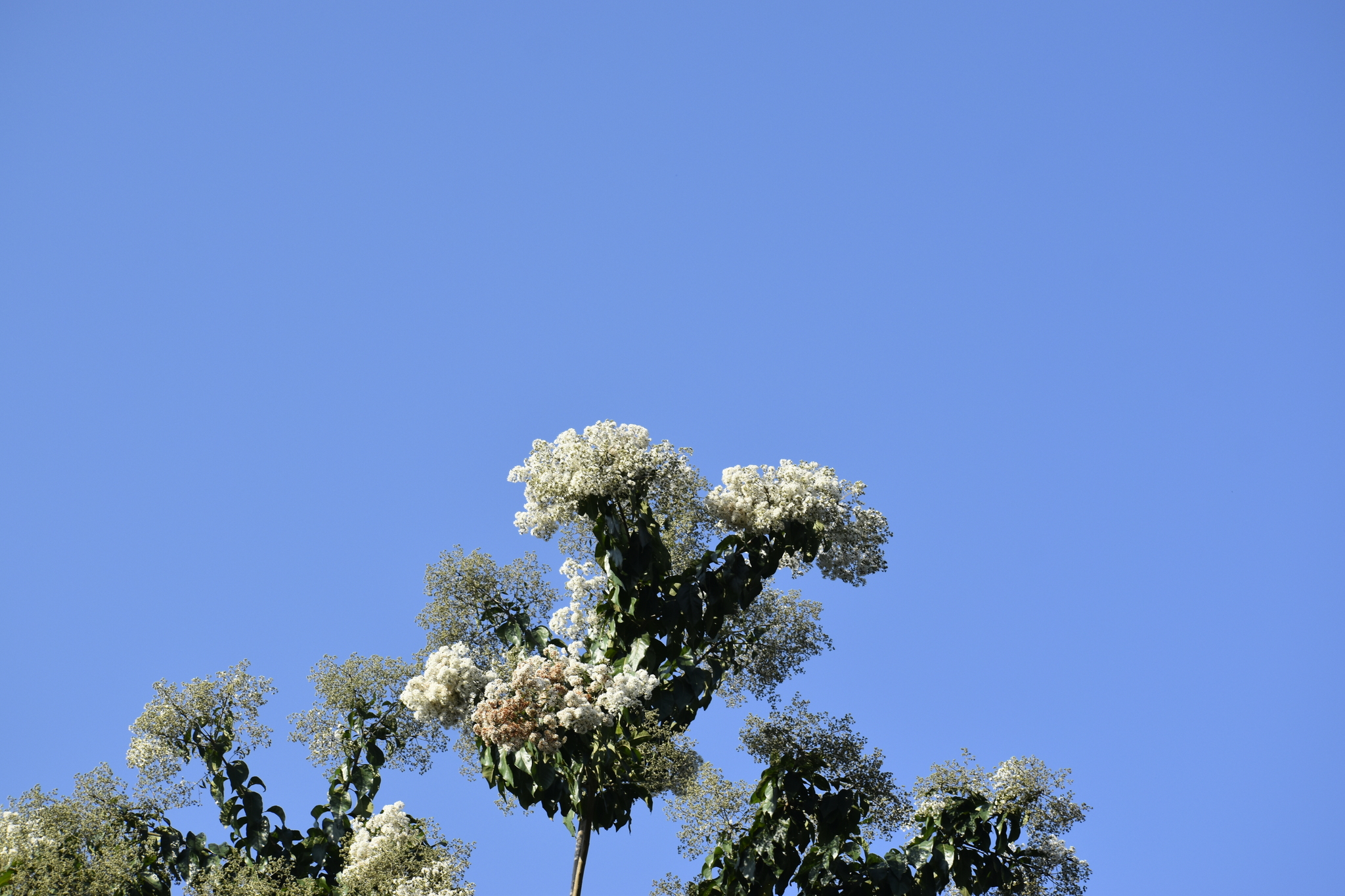 Spanish Elm (Cordia alliodora)