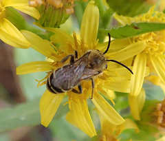 Colletes