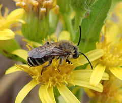 Colletes