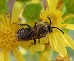 Colletes