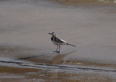 Motacilla alba