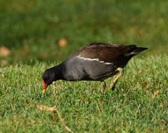 Gallinula chloropus