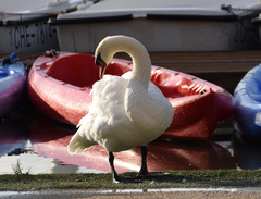 Cygnus olor