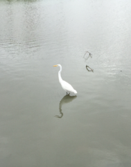 Ardea alba