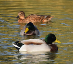 Anas platyrhynchos