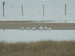 Chroicocephalus ridibundus