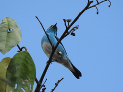 Dacnis lineata