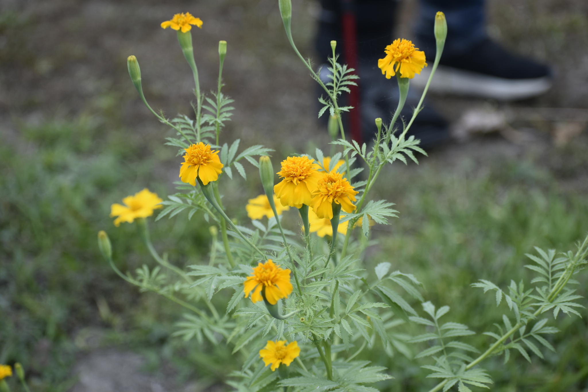 Mexican Marigold (Tagetes erecta)