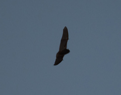 Vespertilionidae