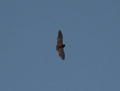 Vespertilionidae