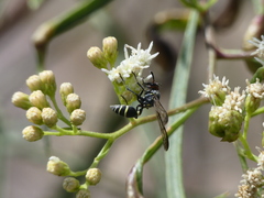 Polybia ruficeps