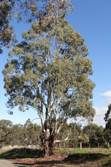 Eucalyptus viminalis viminalis