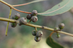 Eucalyptus viminalis viminalis