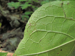 Puccinia schirajewskii