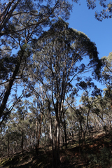 Eucalyptus globulus bicostata