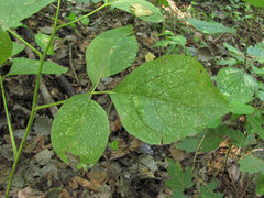 Puccinia schirajewskii