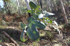 Eucalyptus globulus bicostata