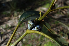 Eucalyptus globulus bicostata