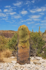 Ferocactus diguetii