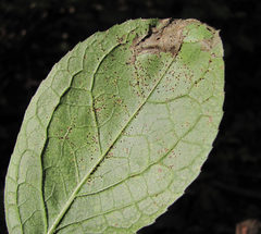 Puccinia schirajewskii