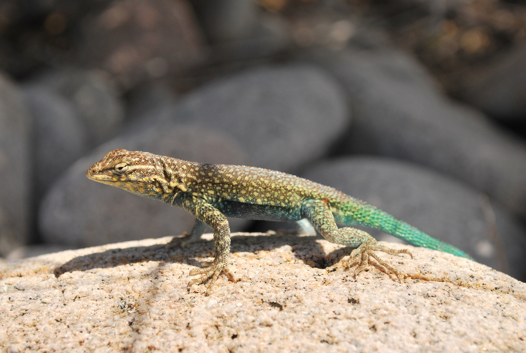 Isla Santa Catalina Side-Blotched Lizard