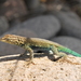 Santa Catalina Side-blotched Lizard - Photo (c) Jesus Gordolomi Butterball RC, some rights reserved (CC BY-NC), uploaded by Jesus Gordolomi Butterball RC