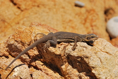 Sauromalus klauberi