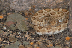 Crotalus catalinensis
